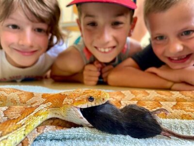Heyo vakantiekampen Reptikamp 3