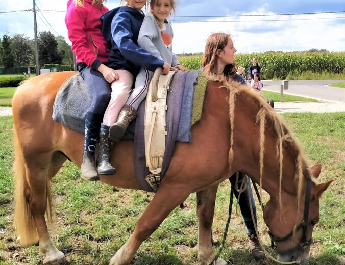 Groeikamp op de paardenboerderij 4