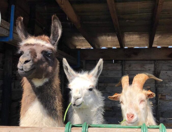 Heyo Samen Montenaken Boerderijkamp 4