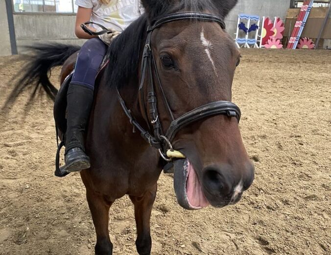 Heyo Vakantiekampen Ponypret 3