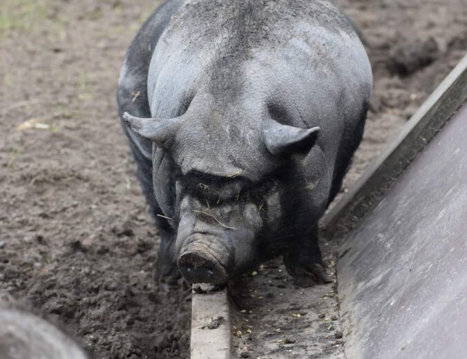 Heyo vakantiekampen Pulle Boerderijdieren 10