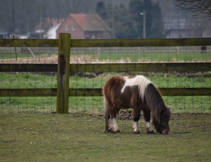 Heyo vakantiekampen Pulle Boerderijdieren 2