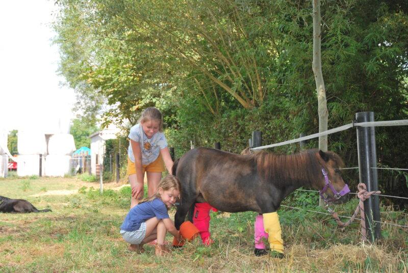 Hamme An Paardencoach 13-04-2026 Health op het veld