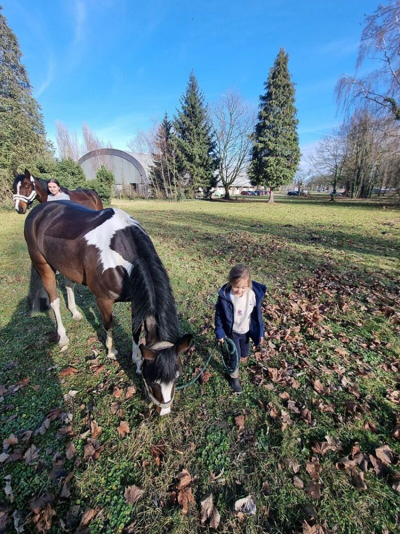 Antwerpen (Manege Alberdienst) 13-07-2026 Ponypret op Sint Anneke