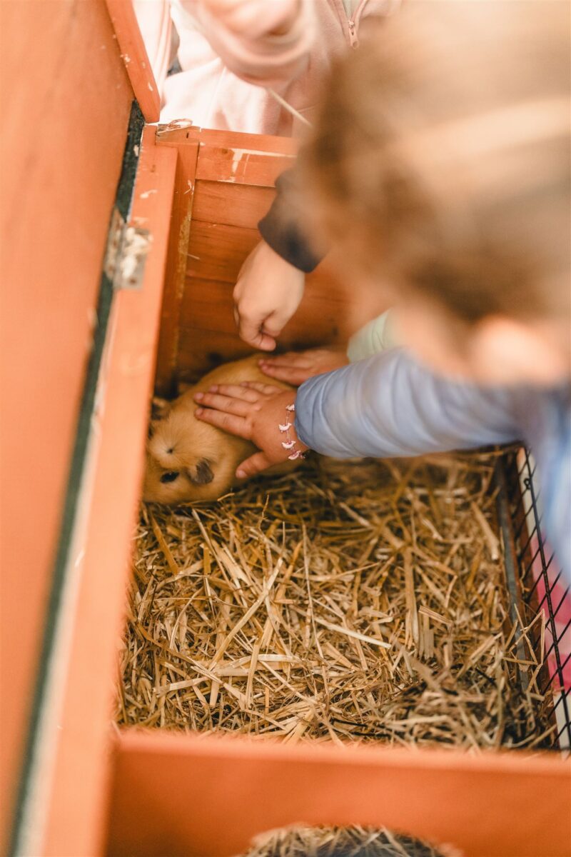 Heyo vakantiekampen De Boerderij