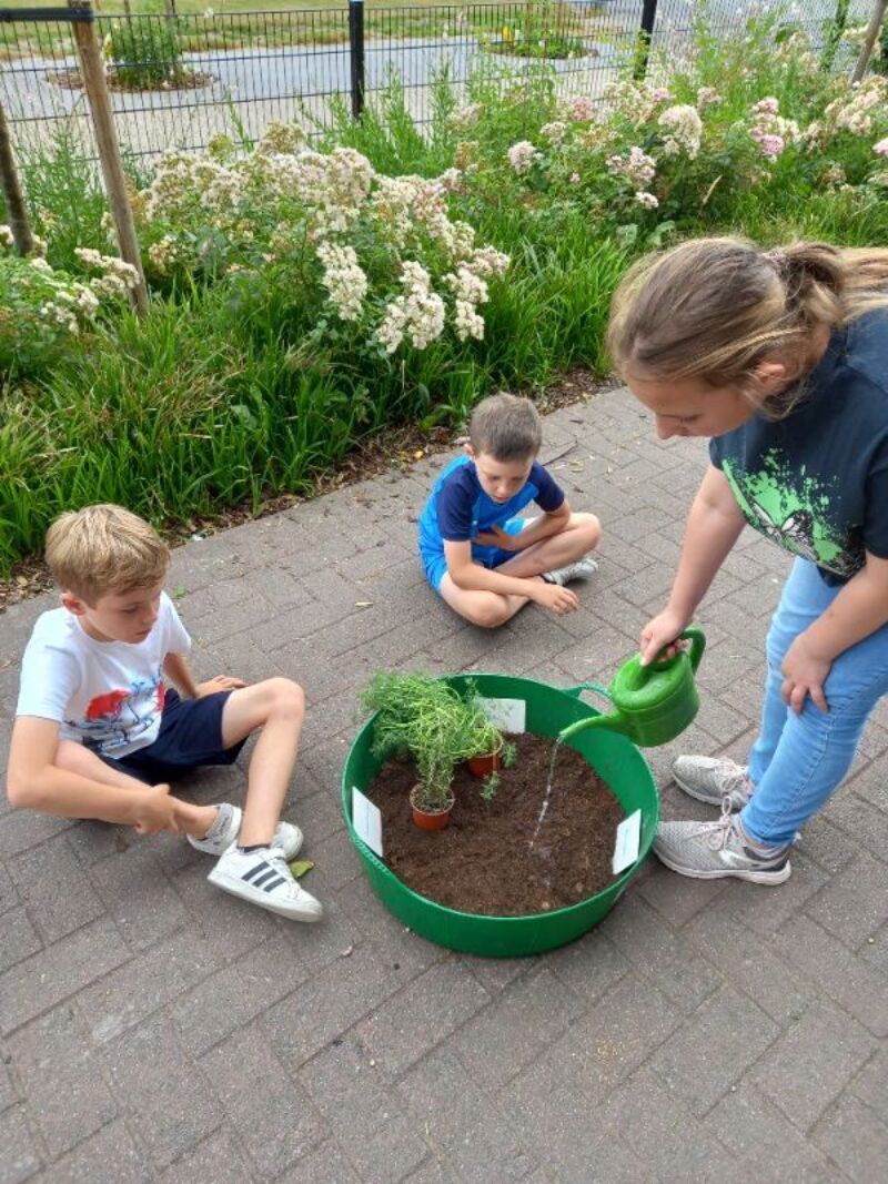 [2024] Groene vingers - Zomer 8(19/8)  - Ieper