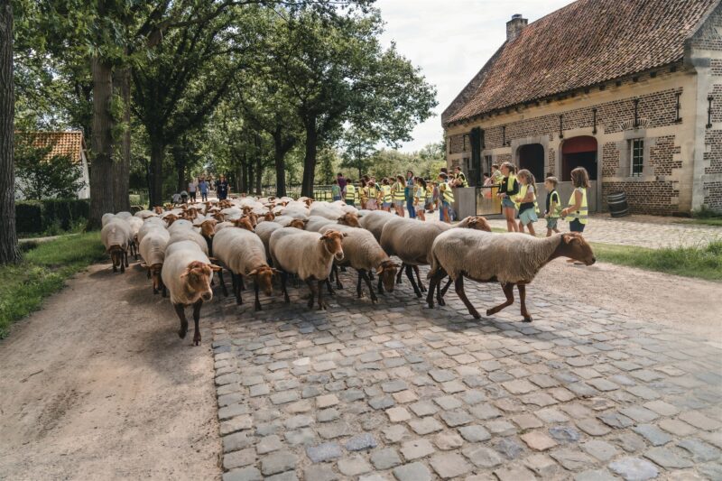 Genk 24-08-2026 Beestig Bokrijk