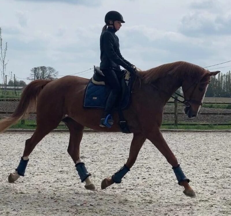 [2025] Paardrijden in Wingene - Zomer 6(4/8)  - Wingene Sip's Stable
